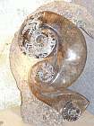 interessanter fossilien marmor