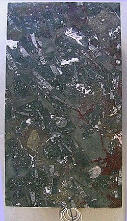interessanter fossilien marmor